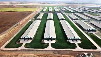 Sütaş Doğu-Güneydoğu Anadolu Sütçülük Projesi 389