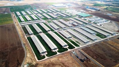 Sütaş Doğu-Güneydoğu Anadolu Sütçülük Projesi 390