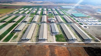 Sütaş Doğu-Güneydoğu Anadolu Sütçülük Projesi 393